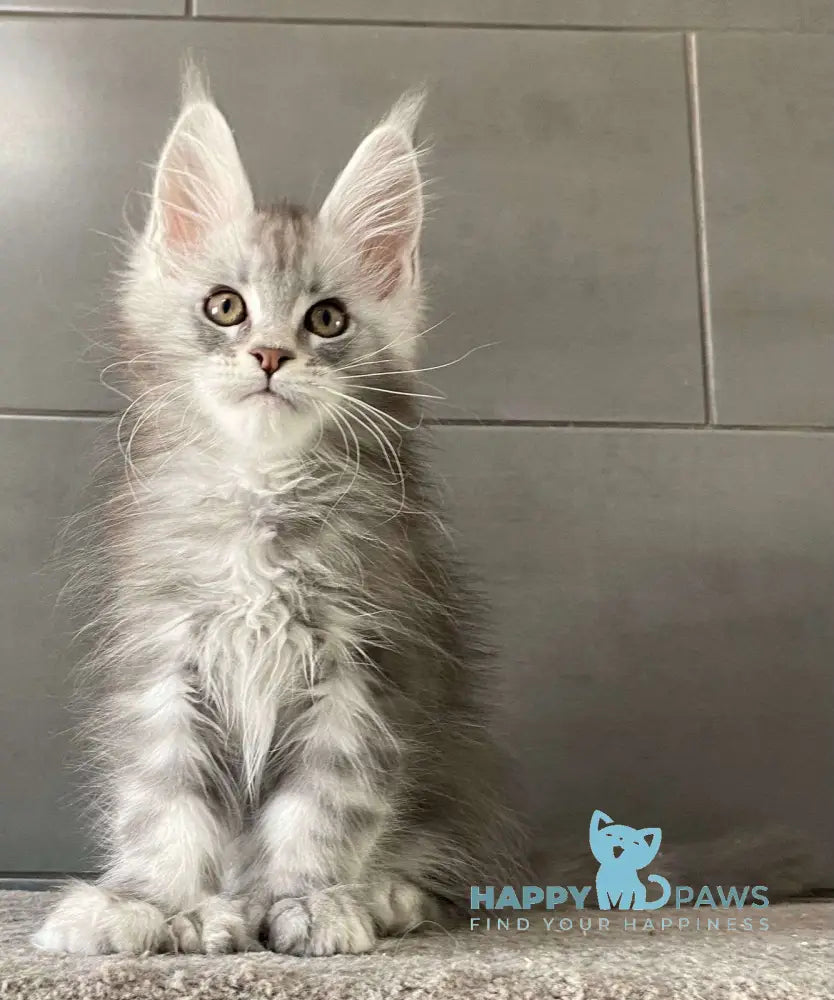 Orenburg Maine Coon polydactyl male blue silver tabby live animals