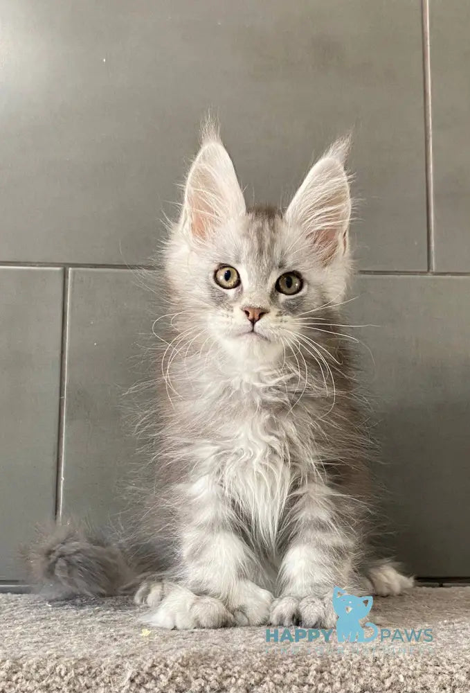 Orenburg Maine Coon polydactyl male blue silver tabby live animals
