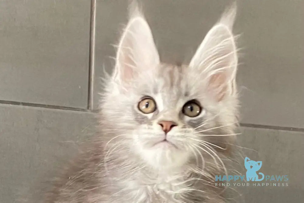 Orenburg Maine Coon polydactyl male blue silver tabby live animals