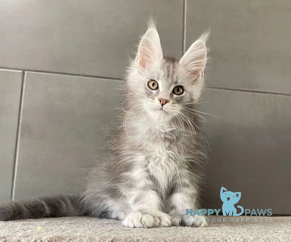 Orenburg Maine Coon polydactyl male blue silver tabby live animals