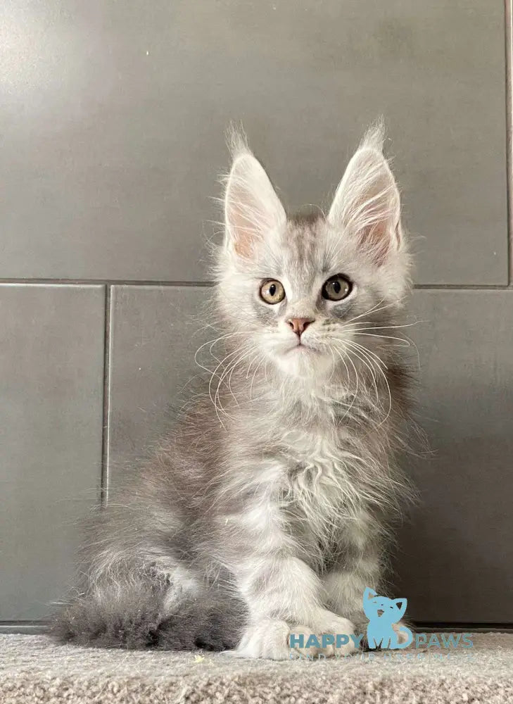 Orenburg Maine Coon polydactyl male blue silver tabby live animals