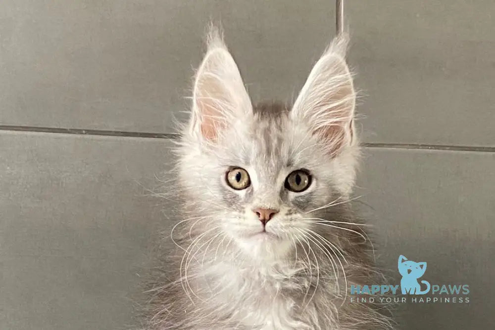 Orenburg Maine Coon polydactyl male blue silver tabby live animals