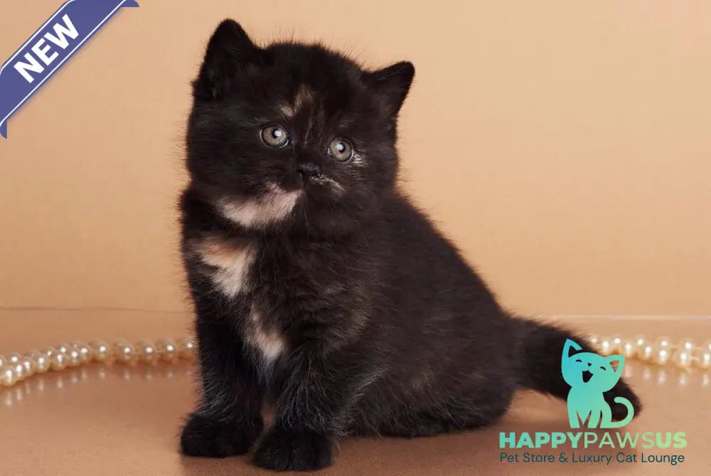 Oreo British Shorthair female black tortie - live animals