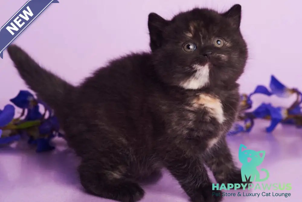 Oreo British Shorthair female black tortie - live animals