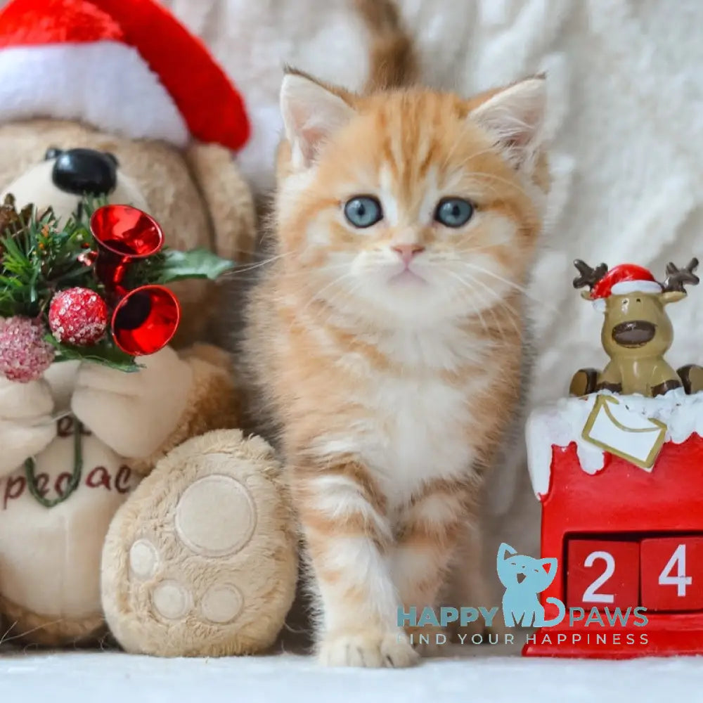 Oreo British Shorthair male black golden tabby live animals