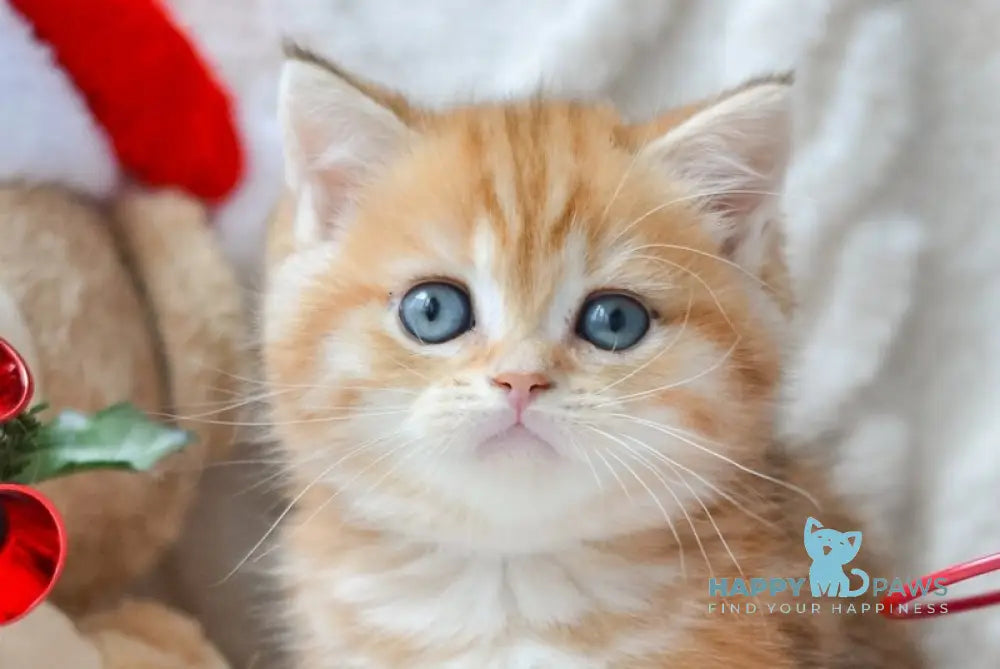 Oreo British Shorthair male black golden tabby live animals