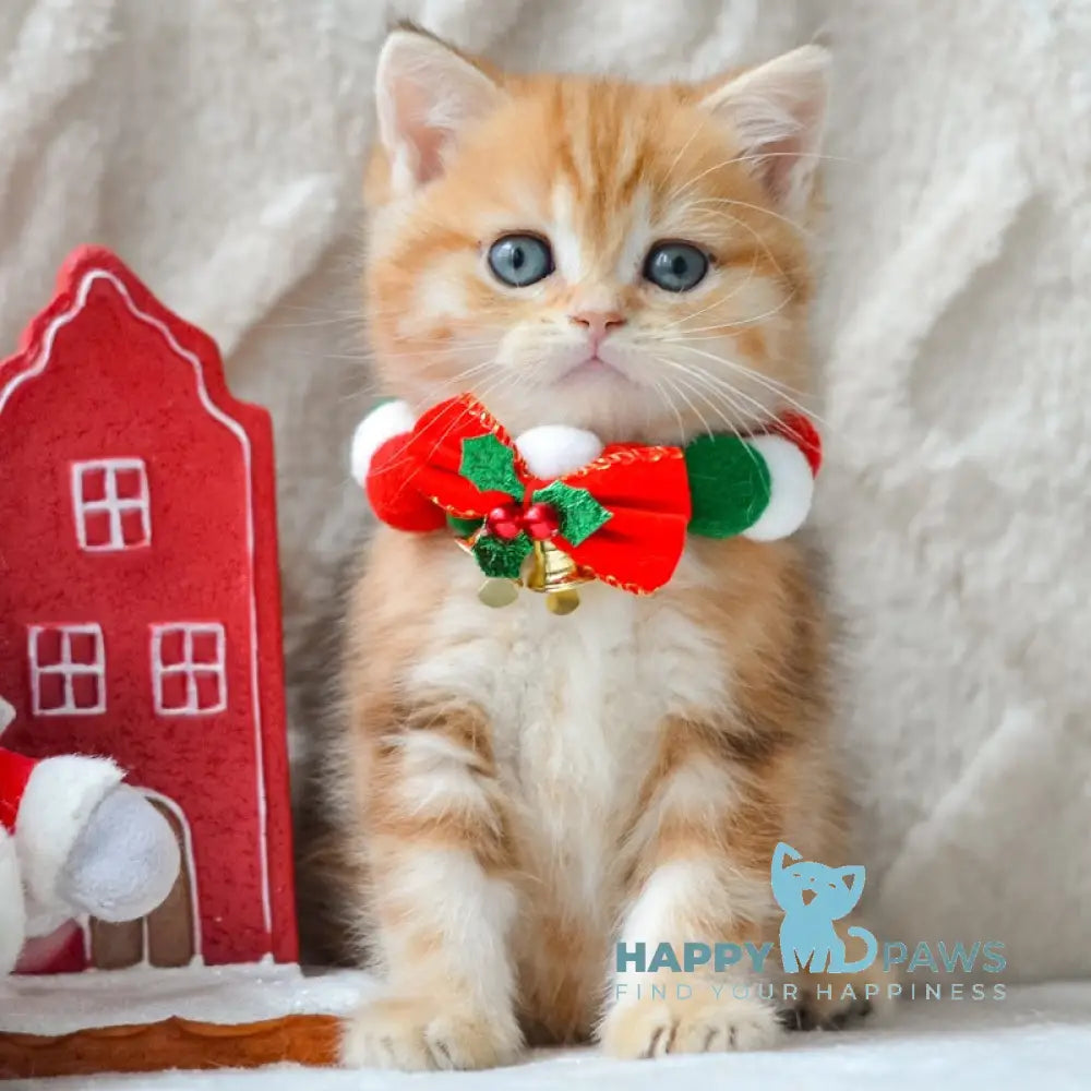 Oreo British Shorthair male black golden tabby live animals