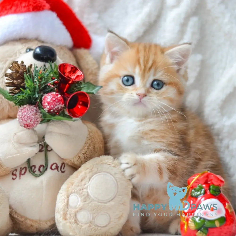 Oreo British Shorthair male black golden tabby live animals