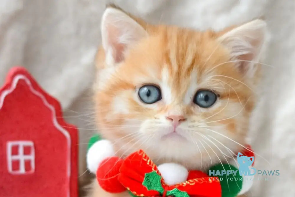 Oreo British Shorthair male black golden tabby live animals