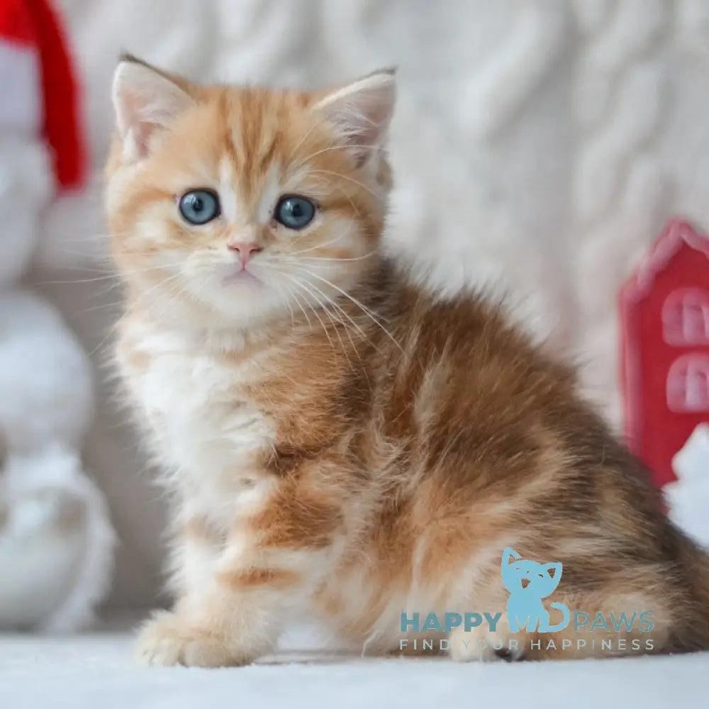 Oreo British Shorthair male black golden tabby live animals