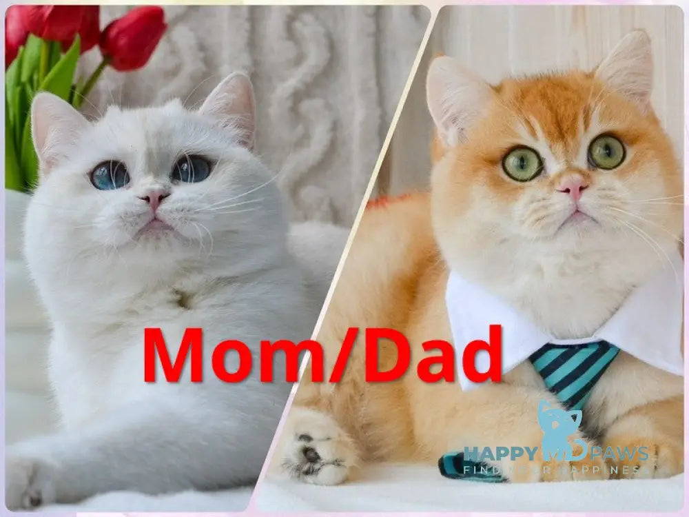 Oreo British Shorthair male black golden tabby live animals