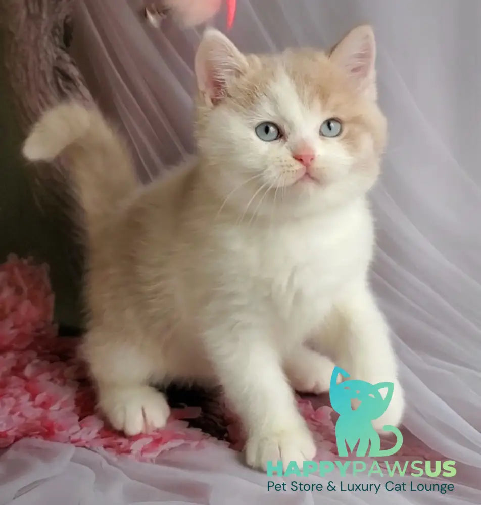 Oreo British Shorthair male lilac bicolour live animals