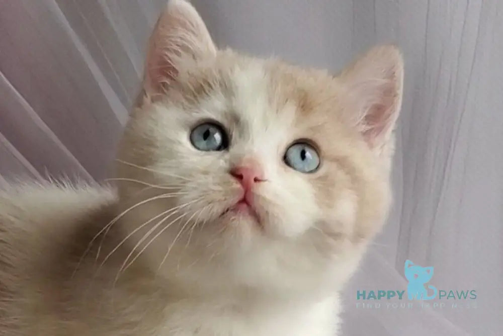 Oreo British Shorthair male lilac bicolour live animals