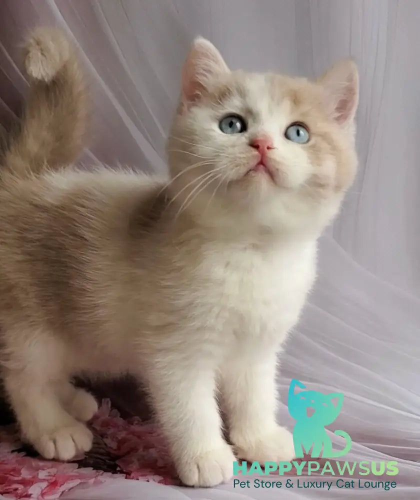 Oreo British Shorthair male lilac bicolour live animals