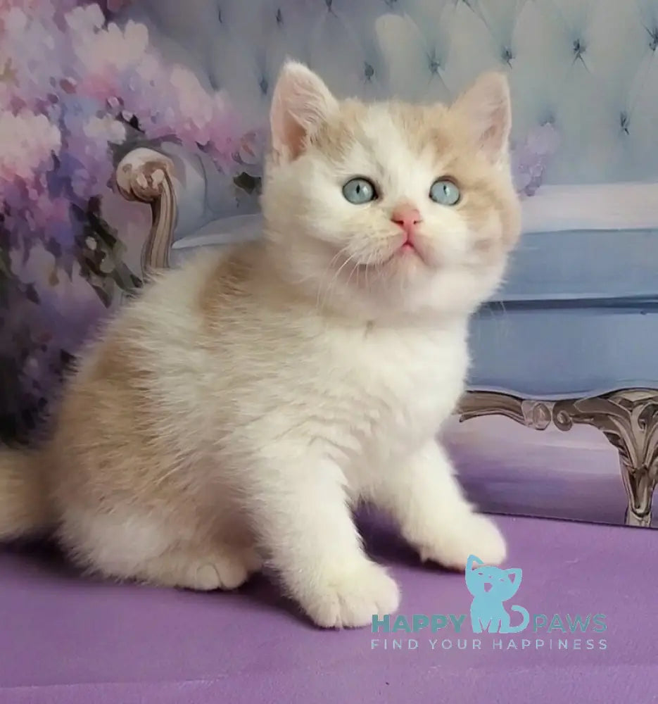 Oreo British Shorthair male lilac bicolour live animals