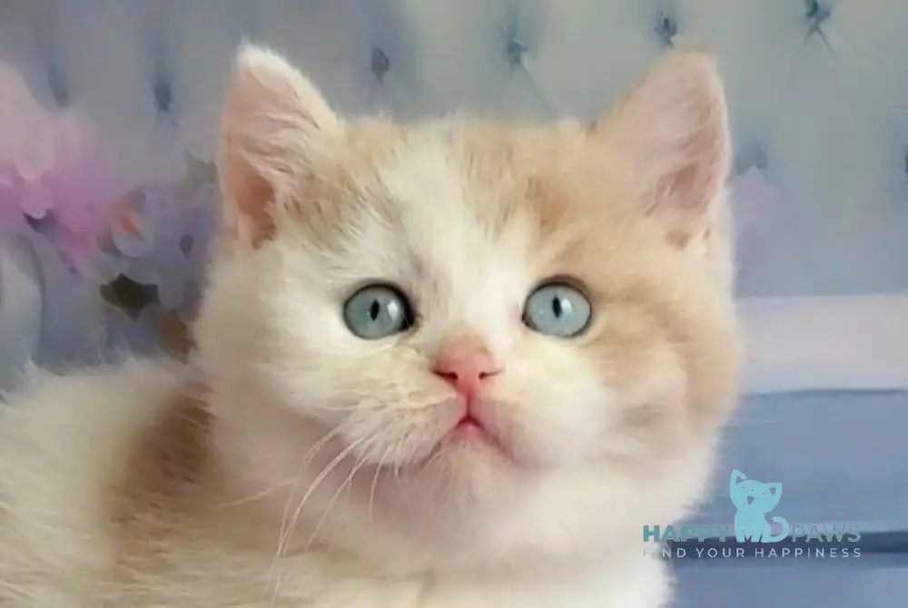 Oreo British Shorthair male lilac bicolour live animals