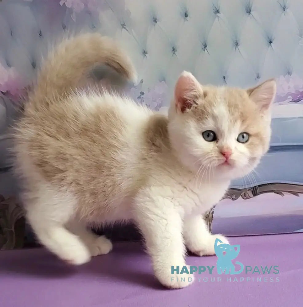 Oreo British Shorthair male lilac bicolour live animals