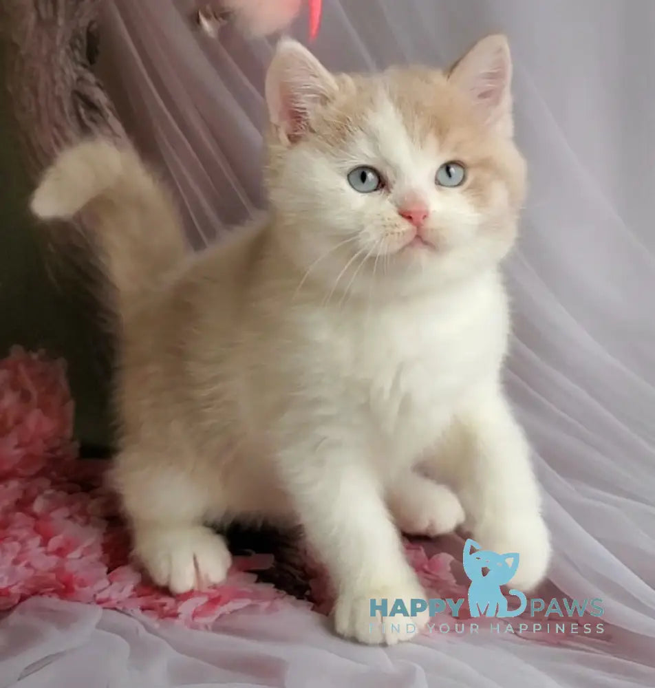 Oreo British Shorthair male lilac bicolour live animals