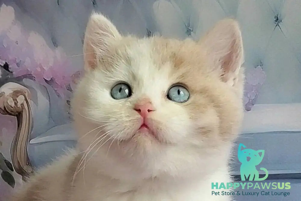 Oreo British Shorthair male lilac bicolour live animals