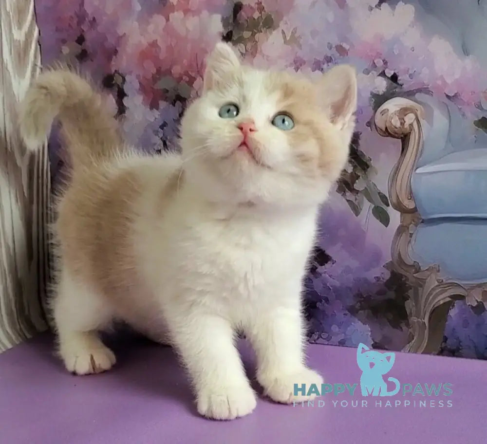Oreo British Shorthair male lilac bicolour live animals