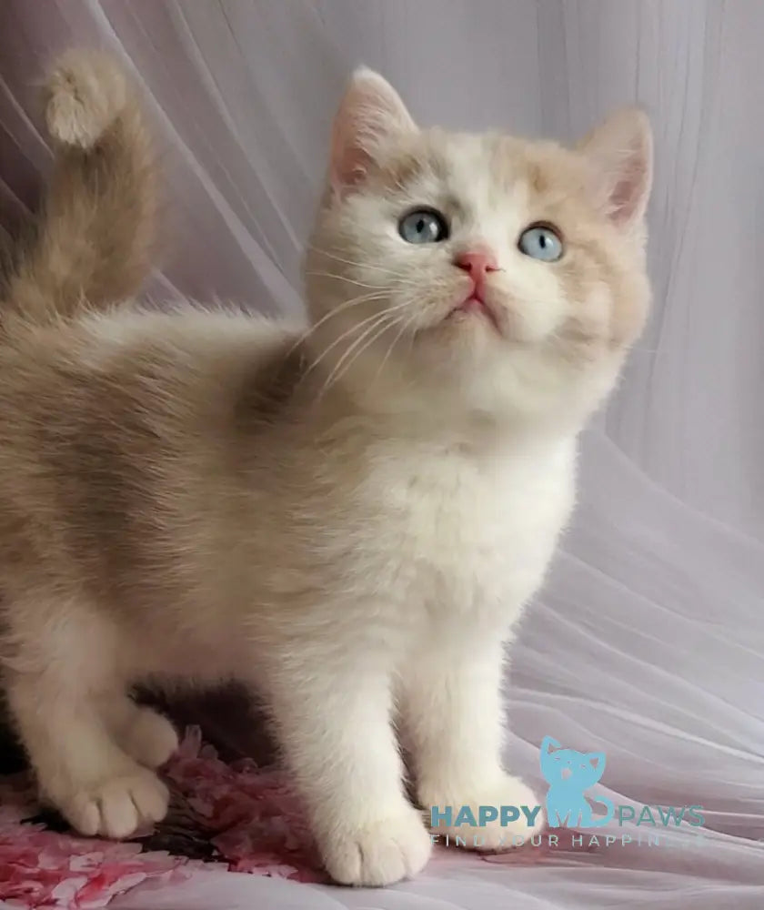 Oreo British Shorthair male lilac bicolour live animals