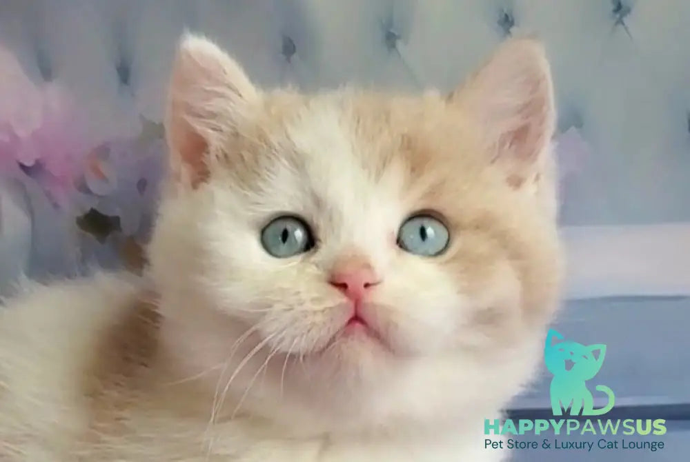 Oreo British Shorthair male lilac bicolour live animals