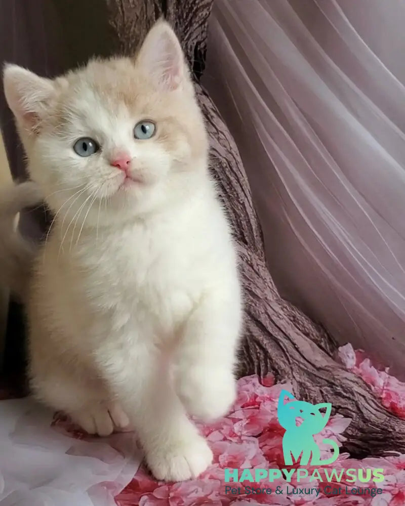 Oreo British Shorthair male lilac bicolour live animals