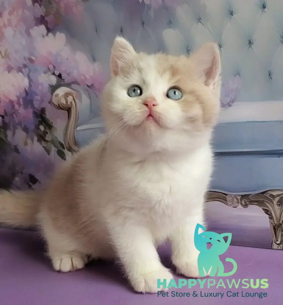 Oreo British Shorthair male lilac bicolour live animals