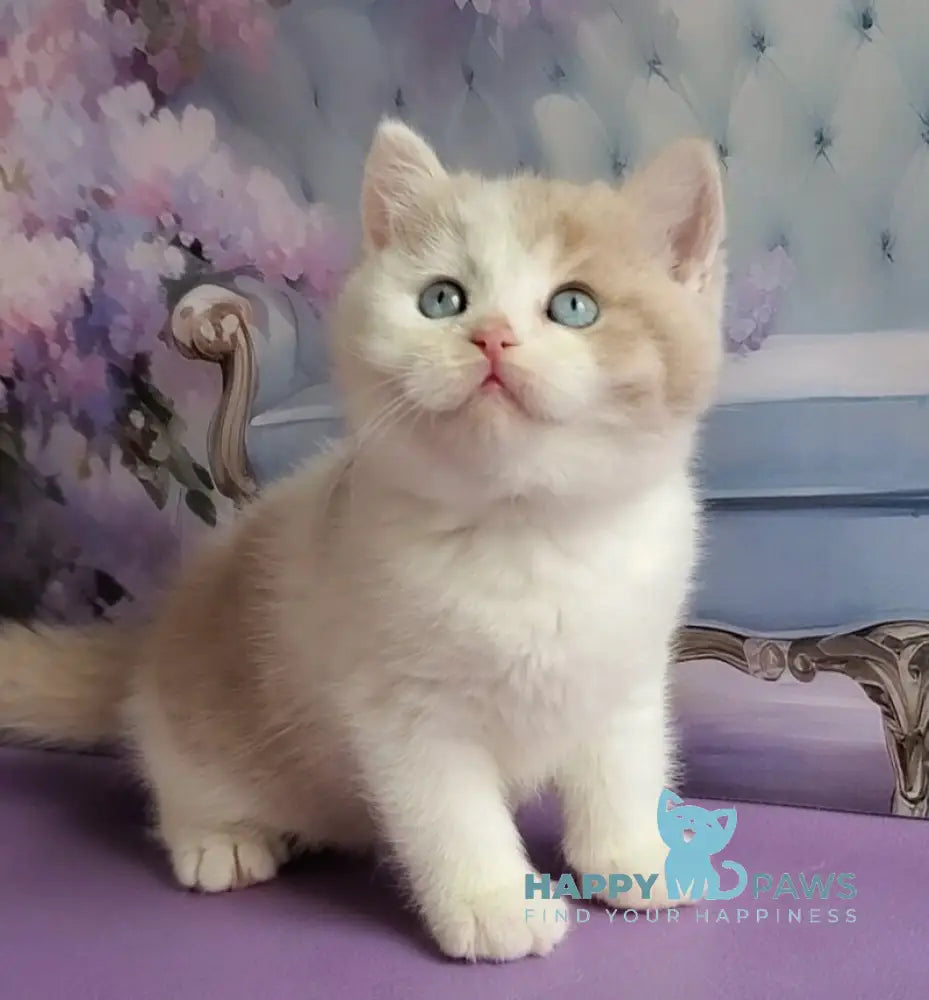 Oreo British Shorthair male lilac bicolour live animals