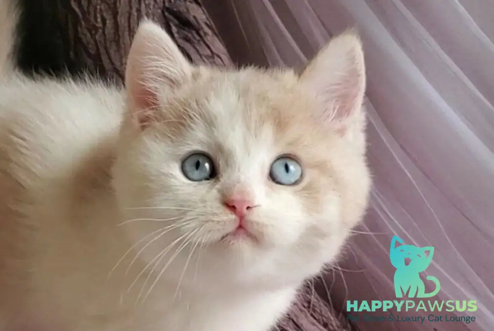 Oreo British Shorthair male lilac bicolour live animals