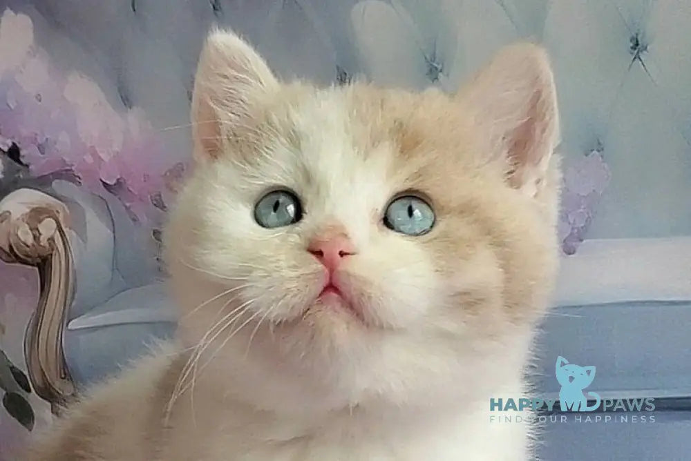 Oreo British Shorthair male lilac bicolour live animals
