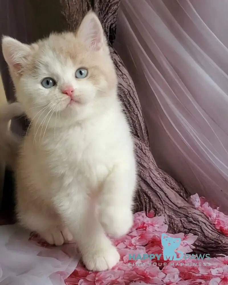 Oreo British Shorthair male lilac bicolour live animals