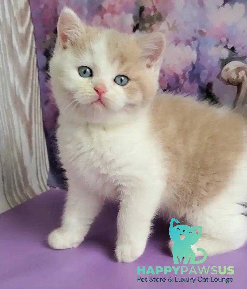 Oreo British Shorthair male lilac bicolour live animals
