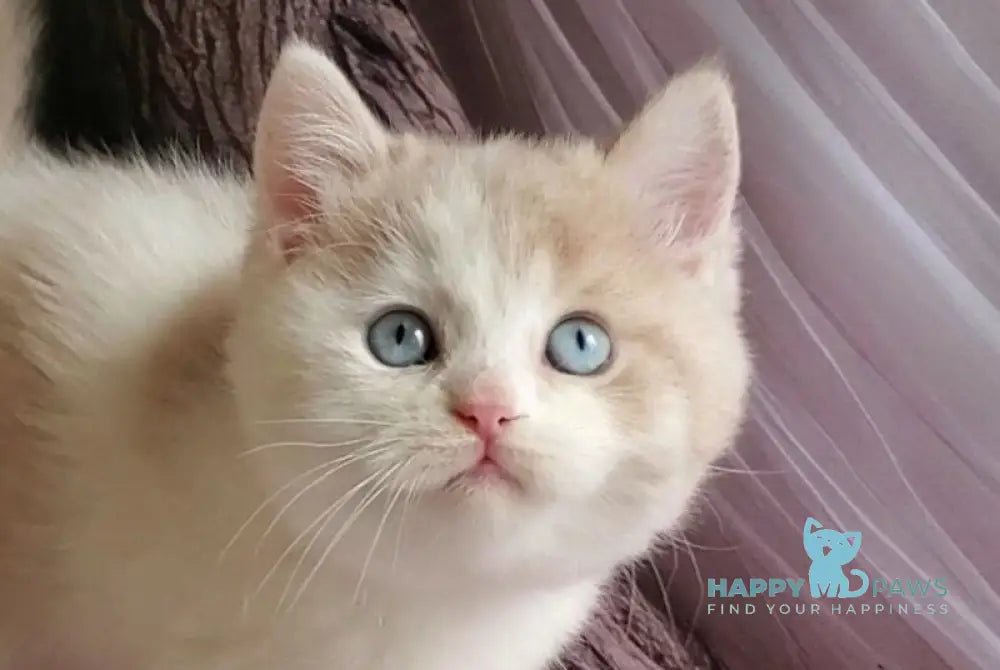 Oreo British Shorthair male lilac bicolour live animals