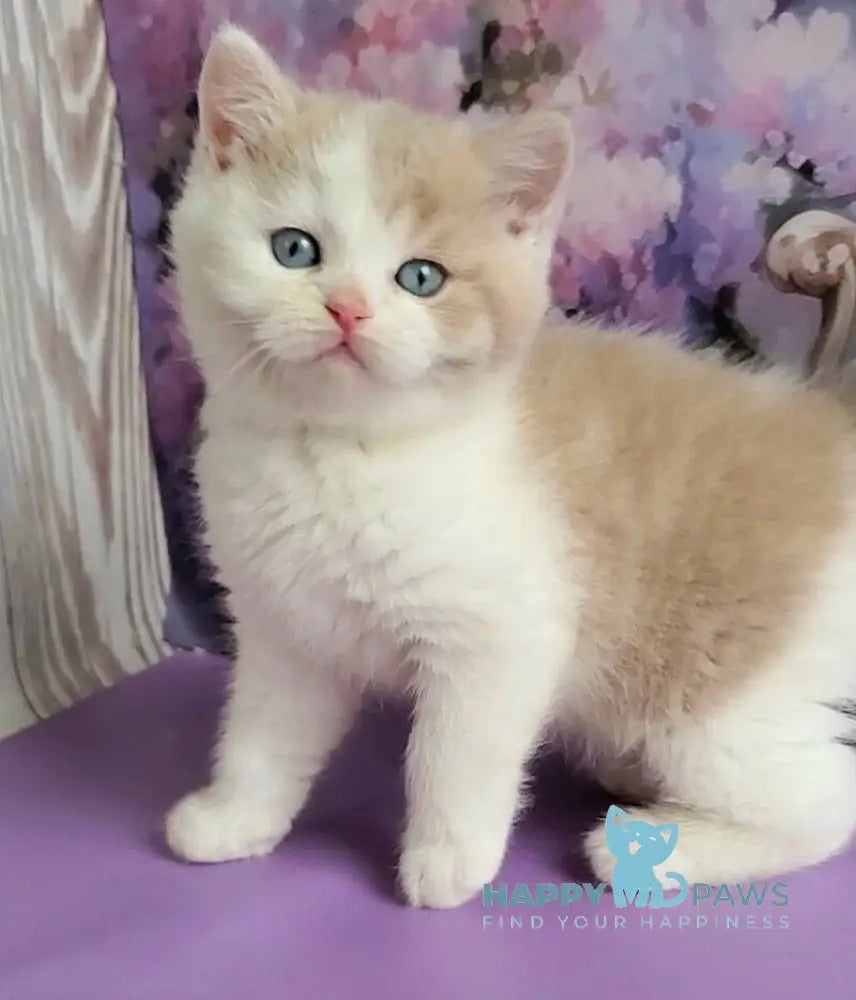 Oreo British Shorthair male lilac bicolour live animals