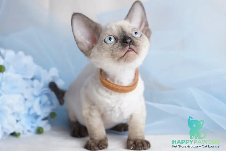 Oreo Devon Rex male black pointed - live animals