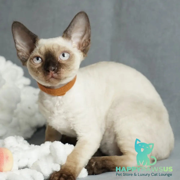 Oreo Devon Rex male black pointed - live animals