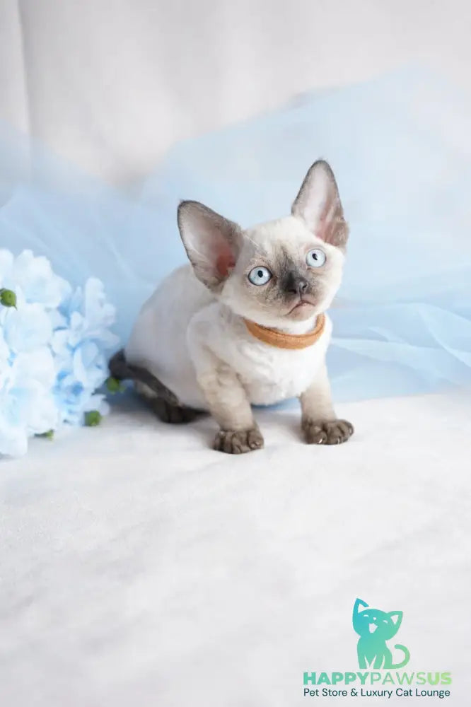 Oreo Devon Rex male black pointed - live animals