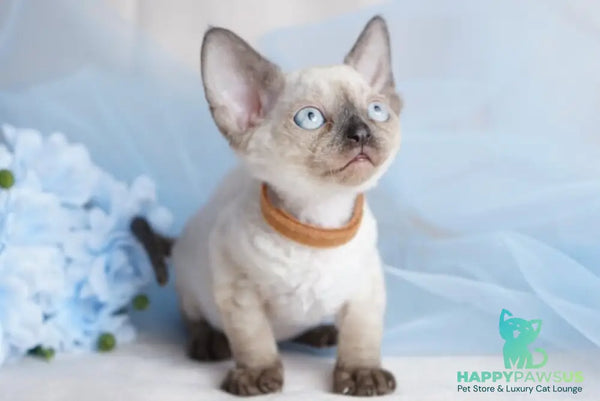 Oreo Devon Rex male black pointed - live animals