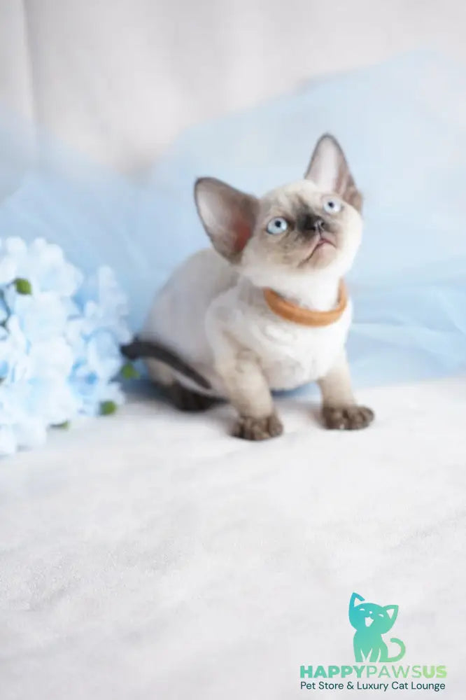 Oreo Devon Rex male black pointed - live animals