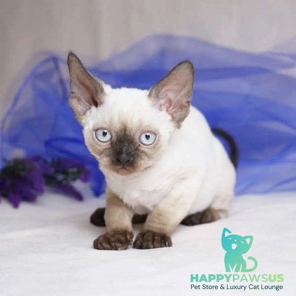 Oreo Devon Rex male black pointed - live animals
