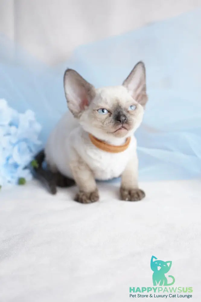 Oreo Devon Rex male black pointed - live animals