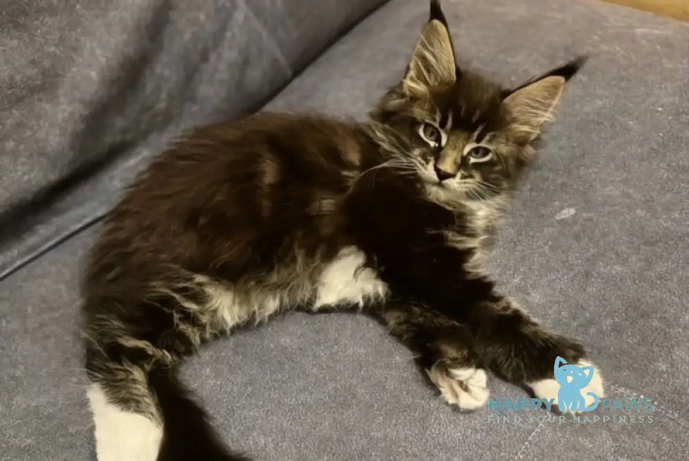 Oreo Maine Coon polydactyl male black bicolor live animals