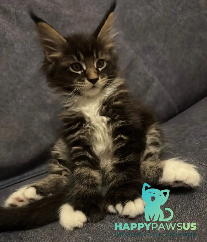 Oreo Maine Coon polydactyl male black bicolor live animals