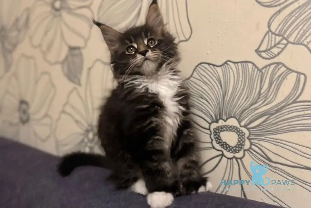 Oreo Maine Coon polydactyl male black bicolor live animals