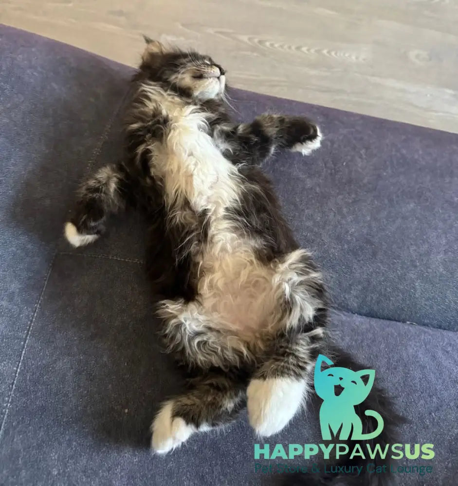 Oreo Maine Coon polydactyl male black bicolor live animals