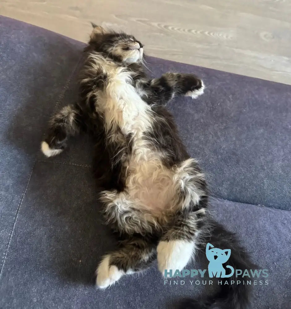 Oreo Maine Coon polydactyl male black bicolor live animals