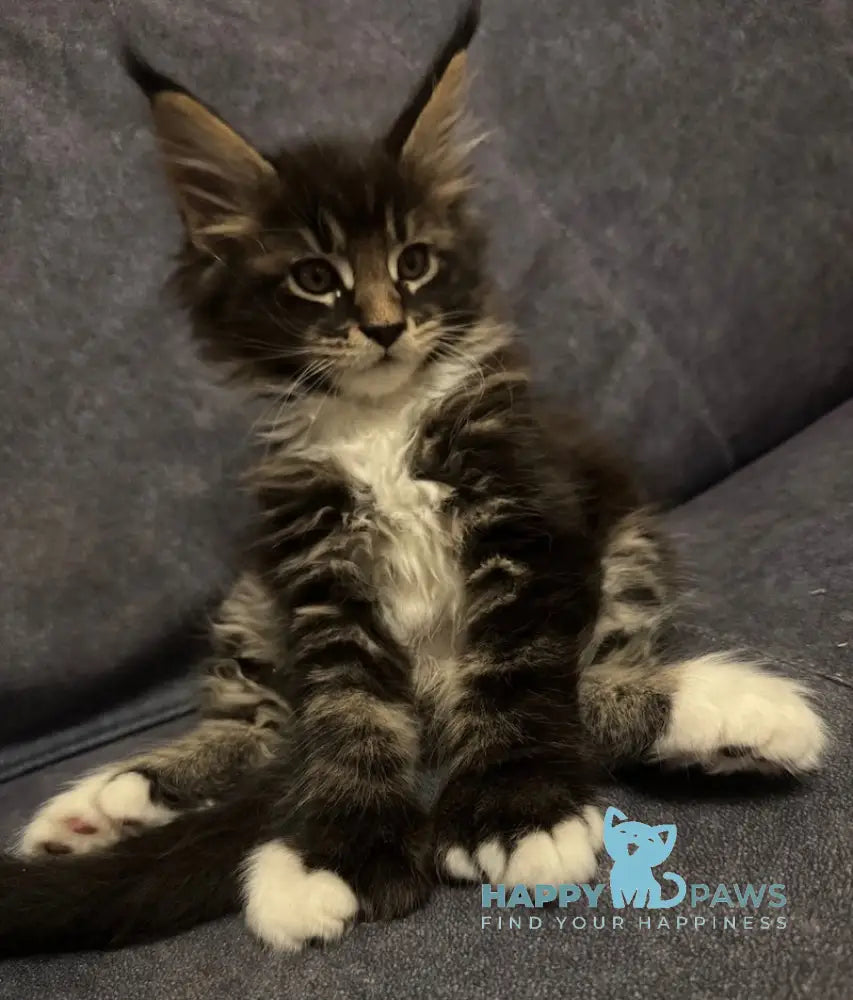 Oreo Maine Coon polydactyl male black bicolor live animals