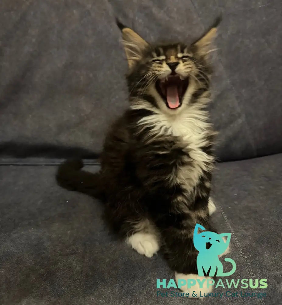 Oreo Maine Coon polydactyl male black bicolor live animals