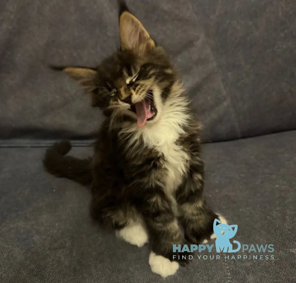 Oreo Maine Coon polydactyl male black bicolor live animals